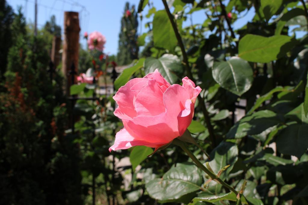 Flowers Apartments Nesebar Esterno foto