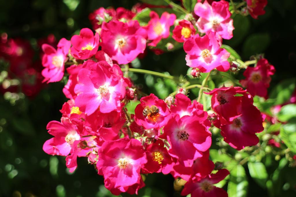 Flowers Apartments Nesebar Esterno foto