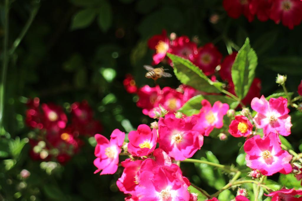 Flowers Apartments Nesebar Esterno foto